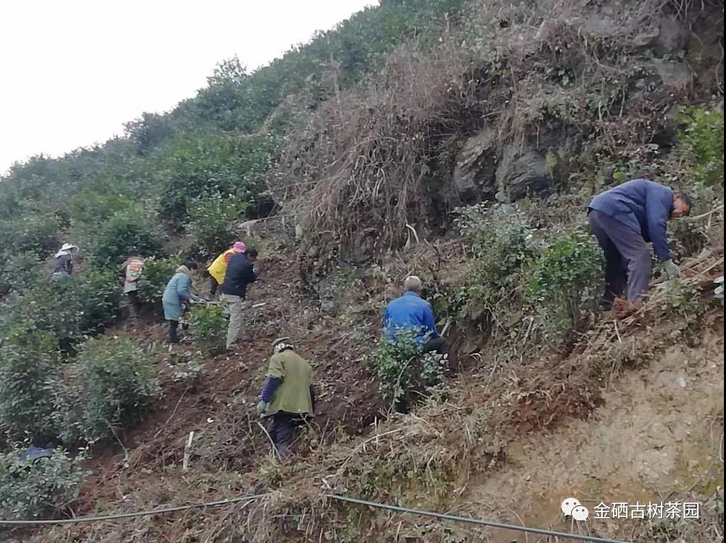 發工資，過大年！關坪山田園綜合體2019完美收官(圖13)